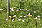 TULIPA SAXATILIS NATURALISED IN GRASS MEADOW