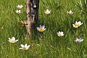 TULIPA SAXATILIS NATURALISED IN GRASS MEADOW