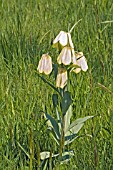 FRITILLARIA PALLIDIFLORA NATURALISED