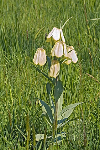 FRITILLARIA_PALLIDIFLORA_NATURALISED