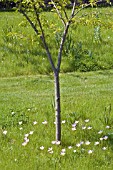 TREE UNDERPLANTED WITH TULIPA SAXATILIS