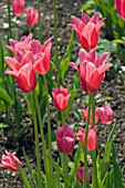 TULIPA JACQUELINE