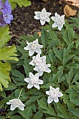 ANEMONE NEMOROSA VAR. ALBA PLENA