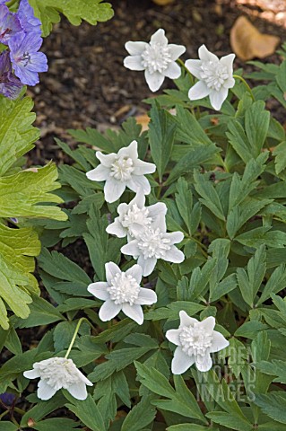 ANEMONE_NEMOROSA_VAR_ALBA_PLENA