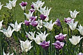 TULIPA SAPPORA PLANTED WITH TULIPA BLUE HERON