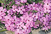 PHLOX STOLONIFERA HOME FIRES