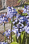 HYACINTHOIDES HISPANICA