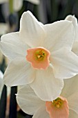 NARCISSUS BELLSONG