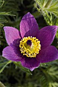 PULSATILLA VULGARIS