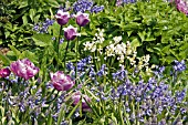 TULIPA BLUE PARROT AND TULIPA LILAC PERFECTION PLANTED WITH HYACINTHOIDES,  BLUEBELLS