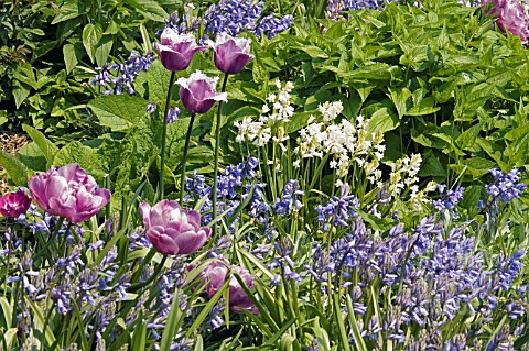 TULIPA_BLUE_PARROT_AND_TULIPA_LILAC_PERFECTION_PLANTED_WITH_HYACINTHOIDES__BLUEBELLS