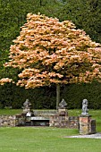 ACER PSEUDOPLATANUS BRILLIANTISSIMUM IN SPRING