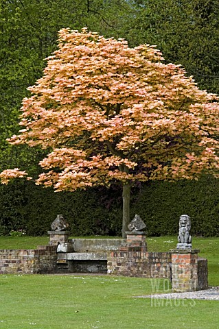 ACER_PSEUDOPLATANUS_BRILLIANTISSIMUM_IN_SPRING