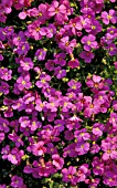AUBRETIA CARNIVAL,  PINK, PURPLE, FLOWERS