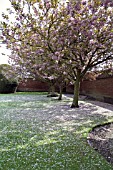 PRUNUS KANZAN IN SPRING