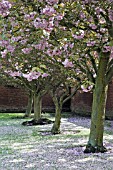 PRUNUS KANZAN IN SPRING