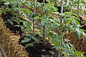 TOMATO PLANTS GROWING IN STRAW BALES