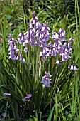 HYACINTHOIDES HISPANICA ROSABELLA