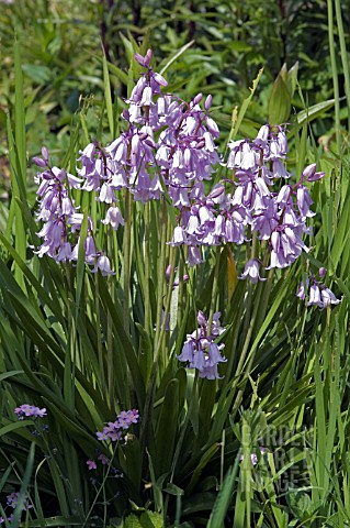 HYACINTHOIDES_HISPANICA_ROSABELLA