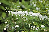 DICENTRA SPECTABILIS ALBA