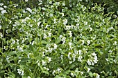 SYMPHYTUM IBERICUM ALBA