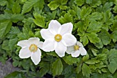 ANEMONE SYLVESTRIS