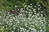 LUNARIA ANNUA VAR. ALBIFLORA