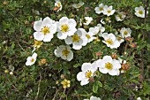 POTENTILLA FRUCTICOSA EVEREST