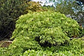 ACER PALMATUM DISSECTUM