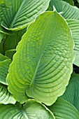 HOSTA HONEYBELLS