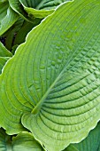 HOSTA HONEYBELLS