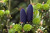 ABIES KOREANA