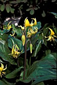ERYTHRONIUM PAGODA YELLOW PENDENT FLOWERS WITH GLOSSY GREEN LEAVES.
