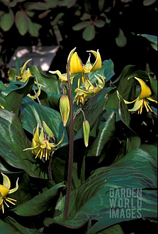 ERYTHRONIUM_PAGODA_YELLOW_PENDENT_FLOWERS_WITH_GLOSSY_GREEN_LEAVES