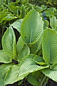 HOSTA HONEYBELLS