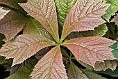 RODGERSIA AESCULIFOLIA