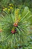 PINUS CEMBRA,  SWISS STONE PINE