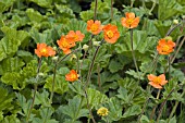 GEUM CHILOENSE MRS. BRADSHAW