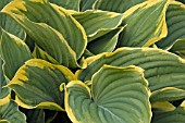 HOSTA FLUCTUANS SAGAE