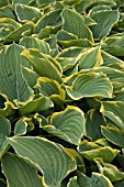 HOSTA FLUCTUANS SAGAE