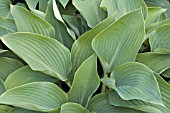 HOSTA BLUE DIAMOND