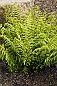 ATHYRIUM FILIX FEMINA MINUTISSIMUM