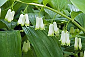 POLYGONATUM X HYBRIDUM