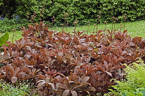 RODGERSIA_AESCULIFOLIA