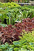 RODGERSIA AESCULIFOLIA IN STREAMSIDE BORDER