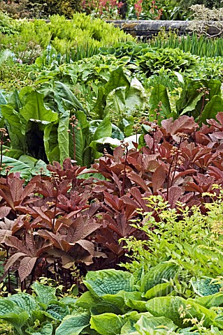 RODGERSIA_AESCULIFOLIA_IN_STREAMSIDE_BORDER