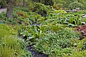 THE STREAMSIDE GARDEN IN LATE SPRING AT HARLOW CARR GARDENS