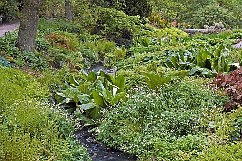 THE_STREAMSIDE_GARDEN_IN_LATE_SPRING_AT_HARLOW_CARR_GARDENS