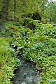 THE STREAMSIDE GARDEN IN LATE SPRING AT HARLOW CARR GARDENS