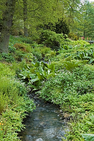THE_STREAMSIDE_GARDEN_IN_LATE_SPRING_AT_HARLOW_CARR_GARDENS